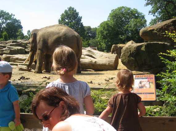 Vind de olifant